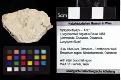 Foto (Objket + Etiketten) von Longodromites angustus (Reuss 1858) 